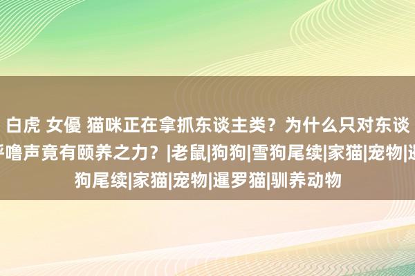 白虎 女優 猫咪正在拿抓东谈主类？为什么只对东谈主类喵喵叫？呼噜声竟有颐养之力？|老鼠|狗狗|雪狗尾续|家猫|宠物|暹罗猫|驯养动物